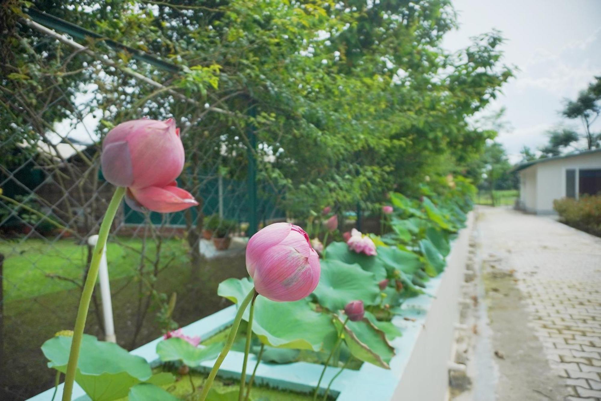 Sukoon - A Wellness Resort, Uttarakhand Chuharpur Dış mekan fotoğraf