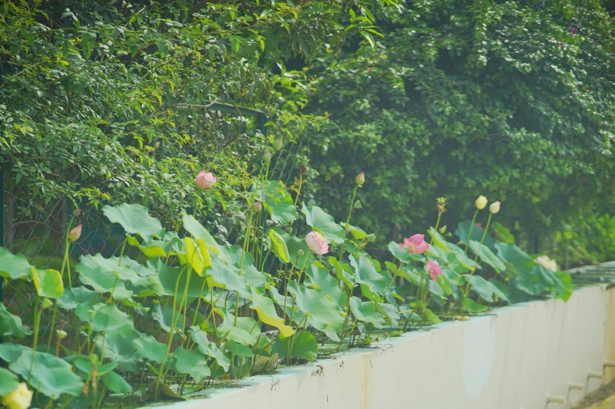 Sukoon - A Wellness Resort, Uttarakhand Chuharpur Dış mekan fotoğraf